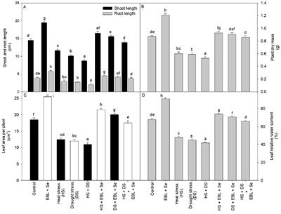 Investigating the influence of selenium and epibrassinolide on antioxidant activity, proline accumulation, and protein expression profiles in wheat plants experiencing heat and drought stress
